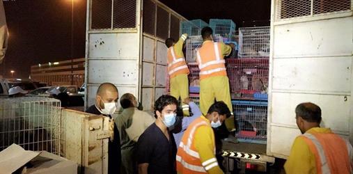بالفيديو.. "الحياة الفطرية" تصادر أكثر من 200 حيوان بسوق الطيور في الرياض بالفيديو.. "الحياة الفطرية" تصادر أكثر من 200 حيوان بسوق الطيور في الرياض