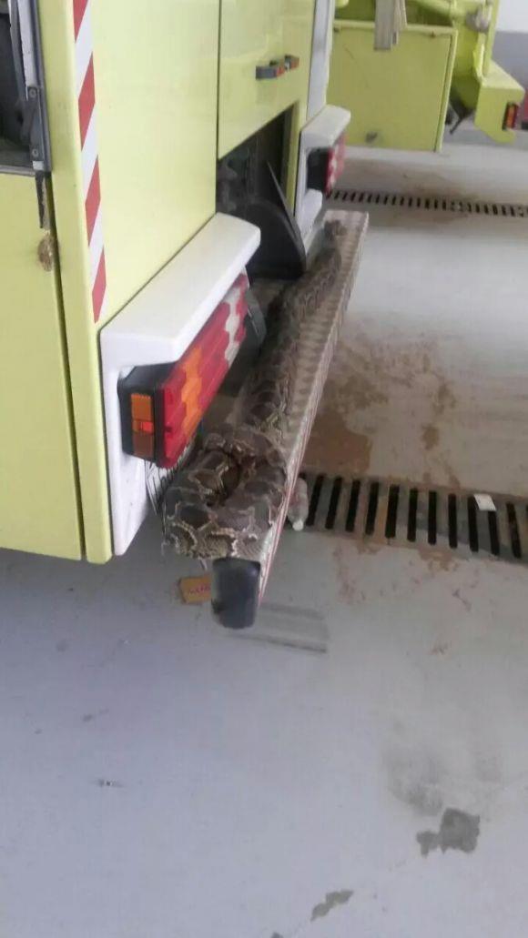 50 ثعباناً بعضها عملاق تباغت "الدفاع المدني" 50 ثعباناً بعضها عملاق تباغت "الدفاع المدني"