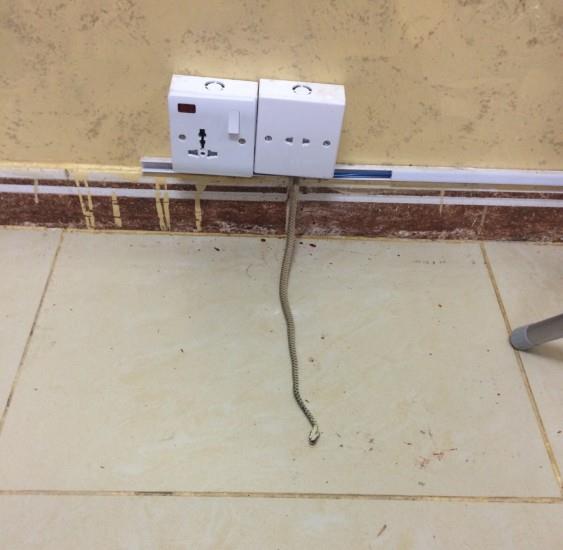 بارق: "إدارية" بمجمع بنات تقتل ثعباناً يقارب المترين وتعلّقه بساحة المجمع 