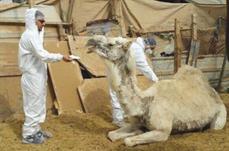 فحص الإبل المريضة فحص الإبل المريضة