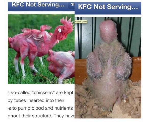 الدجاج الدجاج