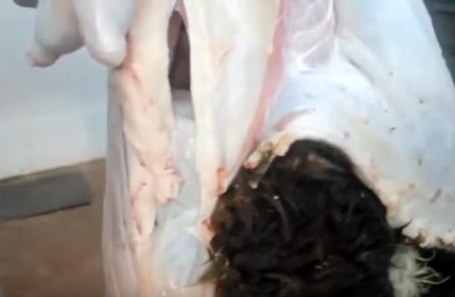 بالفيديو والصور.. إحباط تهريب مليون حبة "كبتاجون" داخل أحشاء 290 خروفاً بالفيديو والصور.. إحباط تهريب مليون حبة "كبتاجون" داخل أحشاء 290 خروفاً