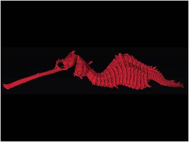 تم اكتشاف تنين البحر العشبي " Phyllopteryx dewys" في أستراليا، وهو نوع مختلف عن الأنواع الشائعة لتنانين البحر، يبلغ طوله نحو 1 تم اكتشاف تنين البحر العشبي " Phyllopteryx dewys" في أستراليا، وهو نوع مختلف عن الأنواع الشائعة لتنانين البحر، يبلغ طوله نحو 1