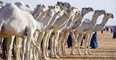 السجن 15 سنة لتاجر إبل شهير ضبط بترويج أكثر من 140 كيلو حشيشس السجن 15 سنة لتاجر إبل شهير ضبط بترويج أكثر من 140 كيلو حشيشس