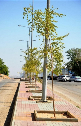 صورة صورة