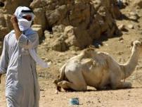 صحراء سيناء صحراء سيناء