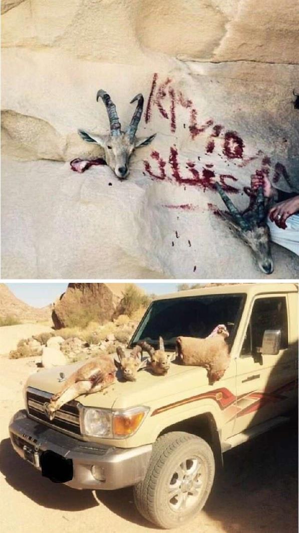 أبرز الصور المحلية خلال الأسبوع