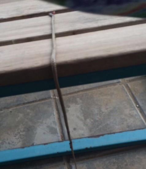 بارق: "إدارية" بمجمع بنات تقتل ثعباناً يقارب المترين وتعلّقه بساحة المجمع 