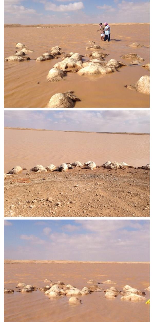 نفوق 204 رؤوس من الغنم