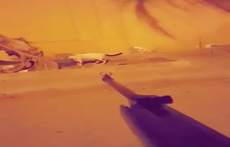 "شرطة مكة" تؤكد القبض على "سفاح القطط" بجدة.. مواطن عمره 31 عاماً "شرطة مكة" تؤكد القبض على "سفاح القطط" بجدة.. مواطن عمره 31 عاماً