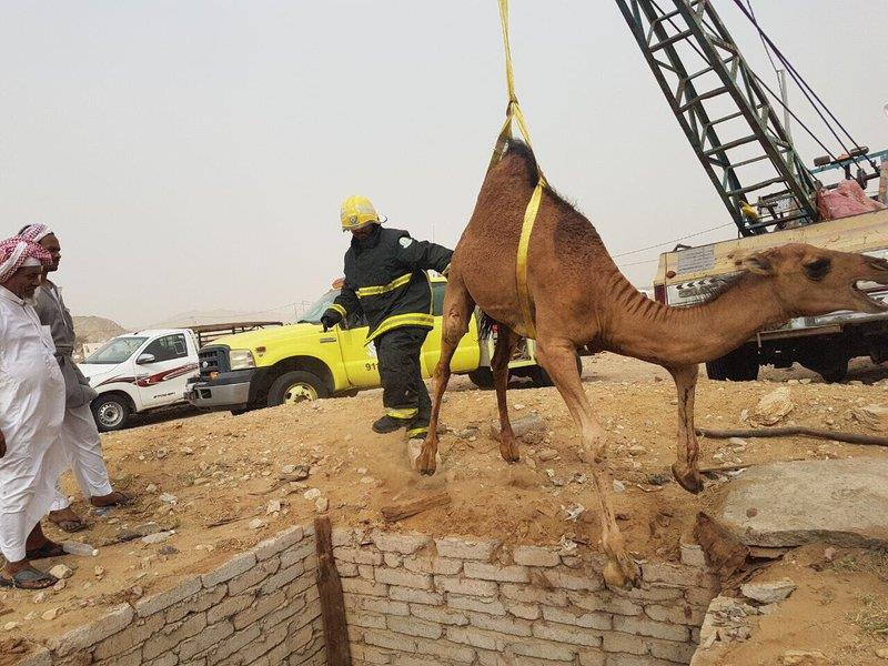 شاهد.. "مدني الليث" ينقذ ناقة وابنتها سقطتا في حفرة صرف صحي شاهد.. "مدني الليث" ينقذ ناقة وابنتها سقطتا في حفرة صرف صحي